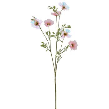 Cosmea x6, 76cm, rosa