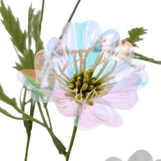 Cosmea x6, 76cm, weiß