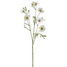 Cosmea x6, 76cm, weiß
