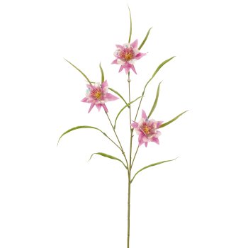 Akelei, 74cm, rosa