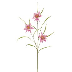Akelei, 74cm, rosa