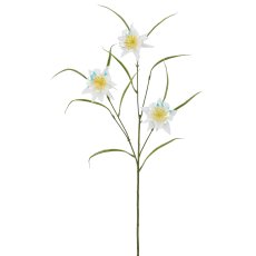 Akelei, 74cm, weiß