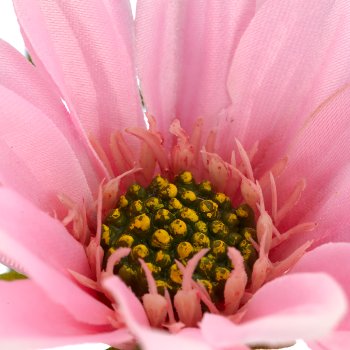 Margeritenzweig x3, 63cm, rosa