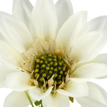 Margeritenzweig x3, 63cm, weiß