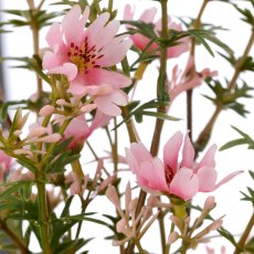 Portuguese floret bunch x3, 49cm, pale pink