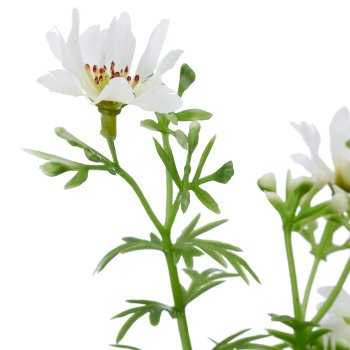 Portuguese floret bunch x3, 49cm, white