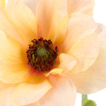 Anemone, 9x9x53cm, apricot