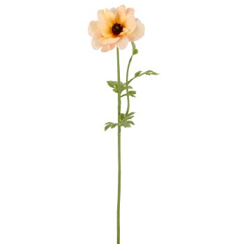 Anemone, 9x9x53cm, apricot