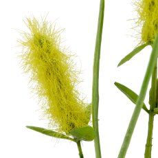 Graszweig mit Lagurus, 71cm, gelb