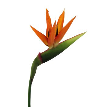 Strelitzia, 100cm, rot