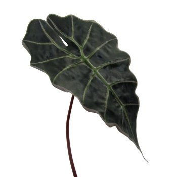 Alocasia Leaf, 67cm