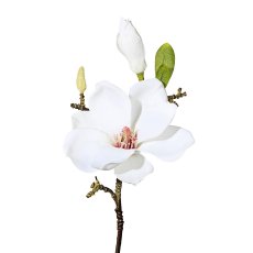 Magnolia 3/Bunch, 37 cm, White