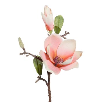 Magnolia 3/Bunch, 37 cm,