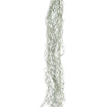 Tillandsia vine 1/poly, 146cm, green