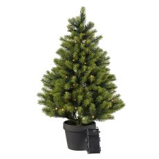 Fir Tree In Pot With 100