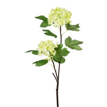 Schneeballzweig, 49cm, grün