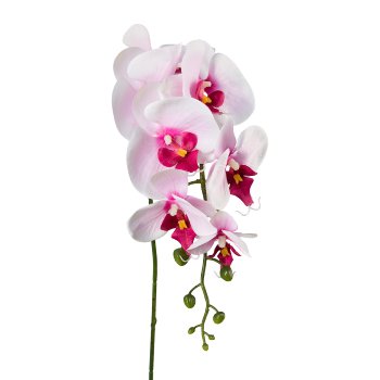 Phalaenopsis, 86cm, rosa