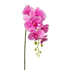 Phalaenopsis, 86cm, pink