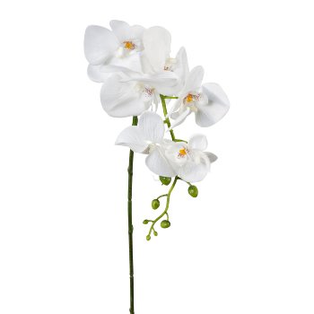 Phalaenopsis, 86cm, white