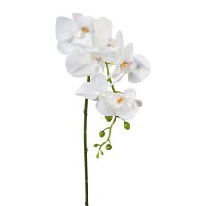 Phalaenopsis, 86cm, weiß