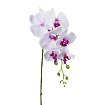 Phalaenopsis, 86cm, White-Purple