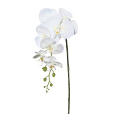 Phalaenopsis, 86cm, creme