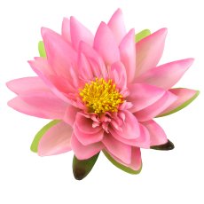 Lotusblüte, 15 cm,rosa