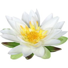 Lotusblüte, 15 cm,creme