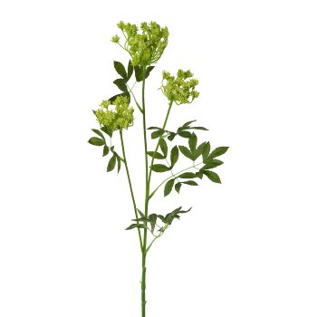 Schleierkraut, 84cm, grün