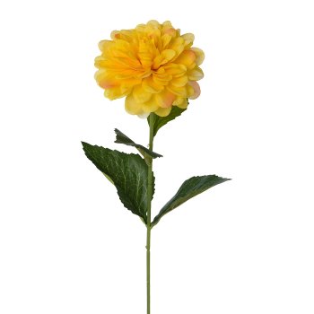 Dahlie, 53cm, gelb