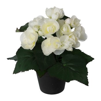 Begonie im Topf, 24cm, weiß