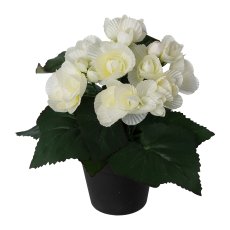 Begonia in pot, 24cm, white