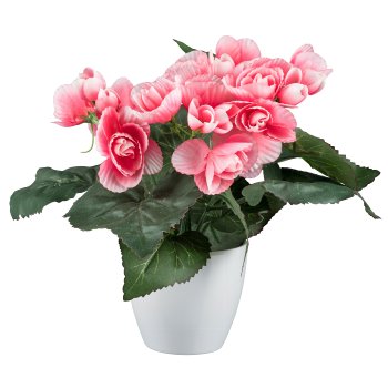 Begonia in white pot, 24cm, pale pink
