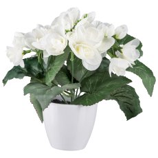 Begonia In White Pot, 24cm, White