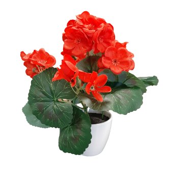 Geranium In White Pot, 24cm, Red