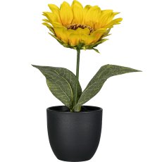 Sunflower in pot, 20cm, yellow