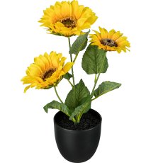 Sunflower x3 m pot, 35cm, yellow