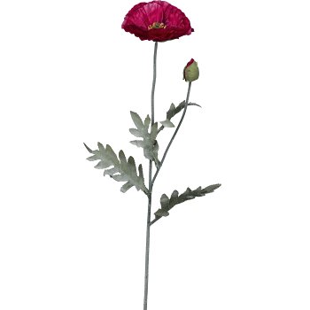 Mohn, 73cm, pink