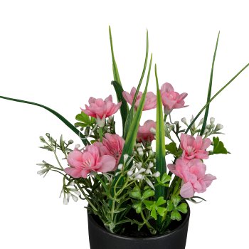 Cosmea pot, 20cm, pale pink