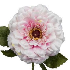 Zinnia, 63cm, pale pink