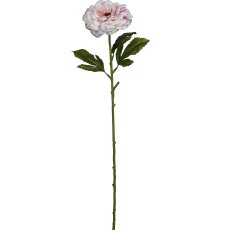 Zinnie, 63cm, rosa