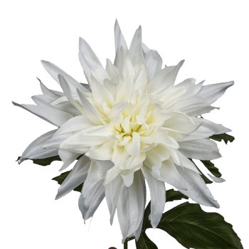 Dahlia, 65cm, white