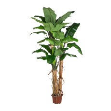 Banana Plant x3, ca. 280cm, 30 leaves, in plastic pot