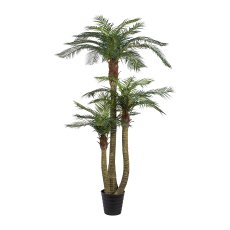 Areca Palm x3, ca. 250 cm, 33