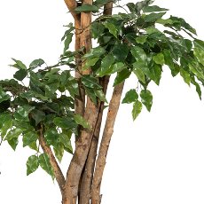 Ficus Benj. x5, ca. 170cm green, Natural Trunk, In Pot, Plastic Leaves