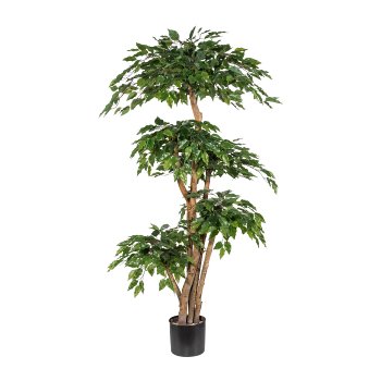 Ficus Benj. x5, ca. 170cm green, Natural Trunk, In Pot, Plastic Leaves