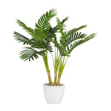Kentia Palm x3, ca. 70 cm,