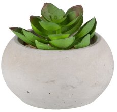 Succulents, 3 ass., 8-10cm, In Cement Pot 9x5cm