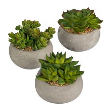 Succulents, 3 asst., 8-10 cm,