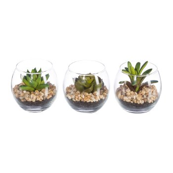 Sukkulenten, 3fa.so., ca 7cm, im Glastopf rund 7x8cm, PET-Box
